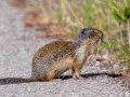 Columbian Ground Squirrel - Vermilion Lakes, Banff NP