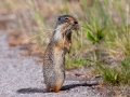 Columbian Ground Squirrel - Vermilion Lakes, Banff NP