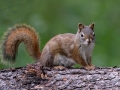 Red Squirrel - Griffith Woods Park, Calgary