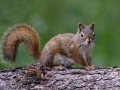 Red Squirrel - Griffith Woods Park, Calgary