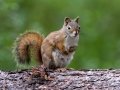 Red Squirrel - Griffith Woods Park, Calgary