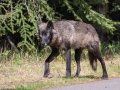 Gray Wolf - Vermilion Lakes Woods, Banff NP