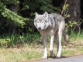 Gray Wolf - Vermilion Lakes Woods, Banff NP