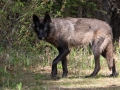 Gray Wolf - Vermilion Lakes Woods, Banff NP