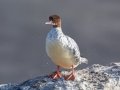 Common Merganser with water drops - Griffith Woods Park, Calgary