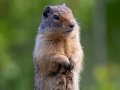 Columbian Ground Squirrel - Muleshoe Picnic Area, Banff NP