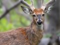 Mule Deer - Muleshoe Picnic Area, Banff NP