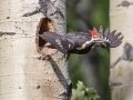 Pileated Woodpecker - Muleshoe Picnic Area, Banff NP