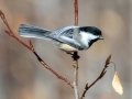 Black-capped Chickadee - Policeman's Creek Boardwalk, Canmore