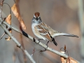 American Tree Sparrow - Griffith Woods Park, Calgary