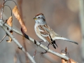 American Tree Sparrow - Griffith Woods Park, Calgary
