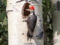 Pileated Woodpecker - Muleshoe Picnic Area, Banff NP