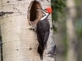 Pileated Woodpecker - Muleshoe Picnic Area, Banff NP