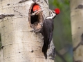 Pileated Woodpecker - Muleshoe Picnic Area, Banff NP