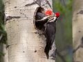 Pileated Woodpecker - Muleshoe Picnic Area, Banff NP