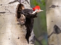 Pileated Woodpecker - Muleshoe Picnic Area, Banff NP
