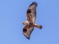 Rough-legged Hawk - Highway 22, Cochrane, Alberta