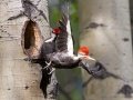 Pileated Woodpecker - Muleshoe Picnic Area, Banff NP
