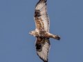 Rough-legged Hawk - Highway 22, Cochrane, Alberta
