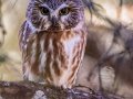 Northern Saw-whet Owl - Griffith Woods Park, Calgary