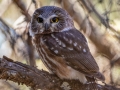 Northern Saw-whet Owl - Griffith Woods Park, Calgary