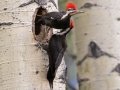 Pileated Woodpecker - Muleshoe Picnic Area, Banff NP