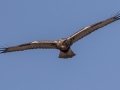 Rough-legged Hawk - Highway 22, Cochrane, Alberta
