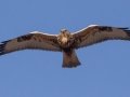 Rough-legged Hawk - Highway 22, Cochrane, Alberta