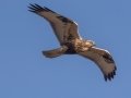 Rough-legged Hawk - Highway 22, Cochrane, Alberta