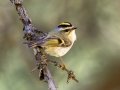 Golden-crowned Kinglet - Fenland Trail, Banff NP