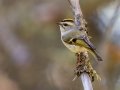 Golden-crowned Kinglet - Fenland Trail, Banff NP