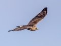 Rough-legged Hawk - Highway 22, Cochrane, Alberta