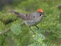 Ruby-crowned Kinglet - Cave and Basin Marsh, Banff NP