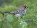Ruby-crowned Kinglet - Cave and Basin Marsh, Banff NP