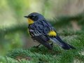 Yellow-rumped (Audubon's) Warbler - Bow Valley Parkway, Banff NP