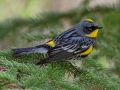 Yellow-rumped (Audubon's) Warbler - Bow Valley Parkway, Banff NP