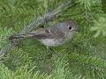 Ruby-crowned Kinglet - Cave and Basin Marsh, Banff NP