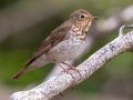 Swainson's Thrush - Cave and Basin Marsh, Banff NP