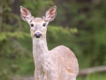 White-tailed Deer - Water Valley