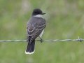 Eastern Kingbird - Water Valley