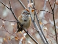 American Tree Sparrow - Hay Meadows - Kananaskis Country
