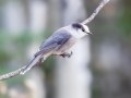 Canada Jay - Bow Valley PP