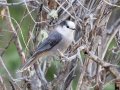 Canada Jay - Bow Valley PP
