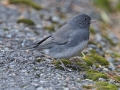 Slate-colored Junco - Bow Valley PP