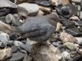 American Dipper - Johnston Canyon, Banff National Park