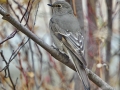 Townsend's Solitaire - Griffith Woods Park, Calgary
