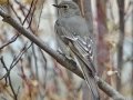 Townsend's Solitaire - Griffith Woods Park, Calgary