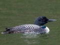 Common Loon - Winchell Lake, south of Water Valley