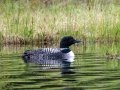 Common Loon - Winchell Lake, south of Water Valley