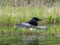 Common Loon - Winchell Lake, south of Water Valley